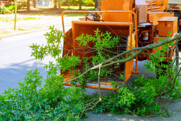 Trusted Highland, AR Tree Service Experts